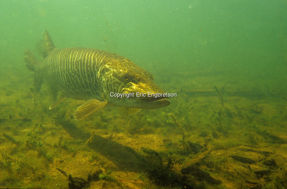 Tiger Musky<br />
<br />
ENGBRETSON UNDERWATER PHOTO