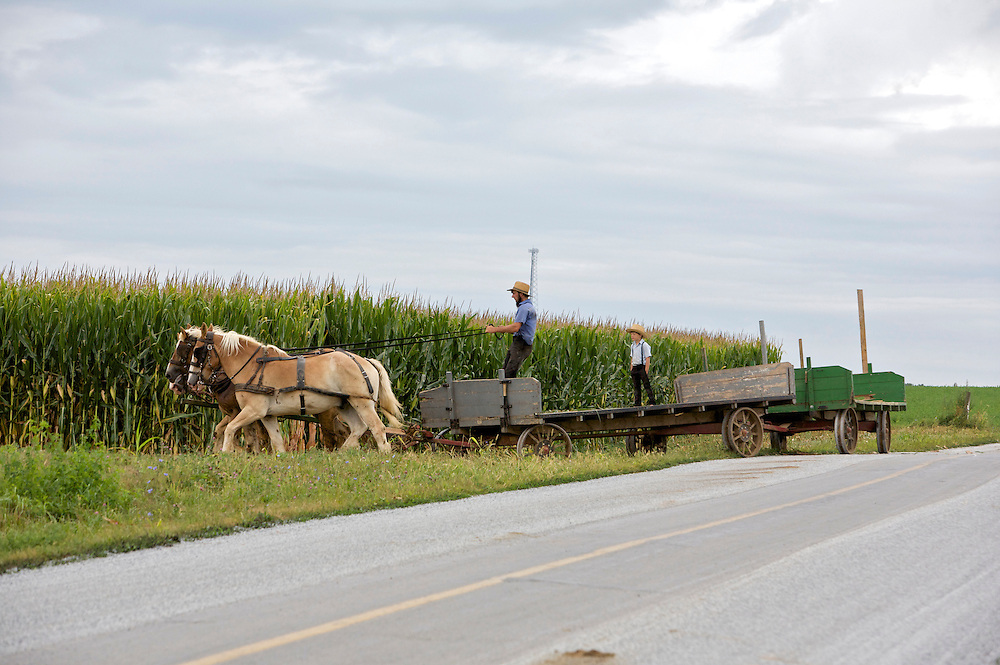 UNITED STATES-LANCASTER COUNTY-A farmer reaping corn the oldfashioned way. PHOTO GERRIT DE HEUS. VERENIGDE STATEN-LANCASTER COUNTY-Een boer uit de Amish-gemeenschap oogst mais op traditionele wijze. PHOTO COPYRIGHT GERRIT DE HEUS