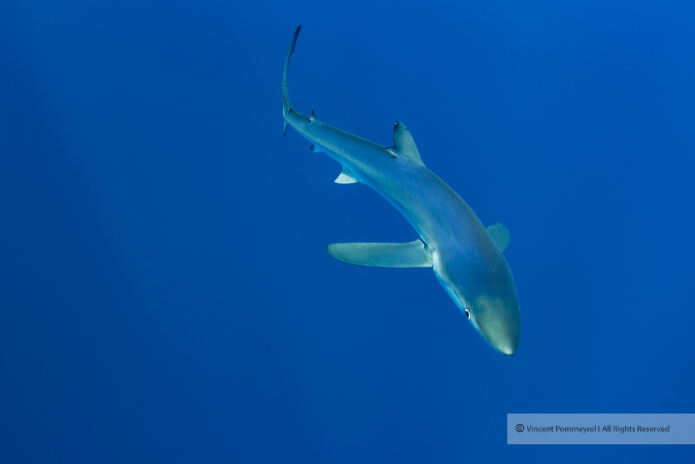 The blue shark (Prionace glauca) named also blue skin is a pelagic shark, the only species of Prionace genre. The skin is bluish on the top, the stomach is white. The snout is long and disentangled. He can reach 3,00 to 3,50 meters of length for 180 kg weight and a longevity of about fifteen years. Present in all moderated and tropical oceans, he evolves between 400 meters deep and the surface. He is a big migrant which feeds on fishes, squids, cuttlefishes and the other sharks. His mode of reproduction is Viviparous animal, hundred youngs are born formed by a size of 40 cm in term of one year gestation. The young people reach the sexual maturity at about 4 or 5 years. He is a victim of drift nets, sports fishing, commercial fishing and shark finning. He is classified "Near threatened" by the red list of the UICN.