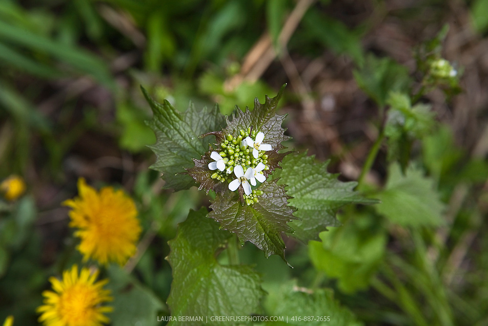 Garlic mustard, an invasive but edible weed (Alliaria petiolata).
