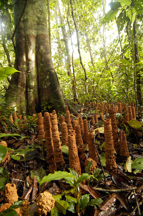 Cicada mounds beneath a Brazil Nut Tree near the Refugio Lodge run by eco-tourism company Rainforest Expeditions in Peru.