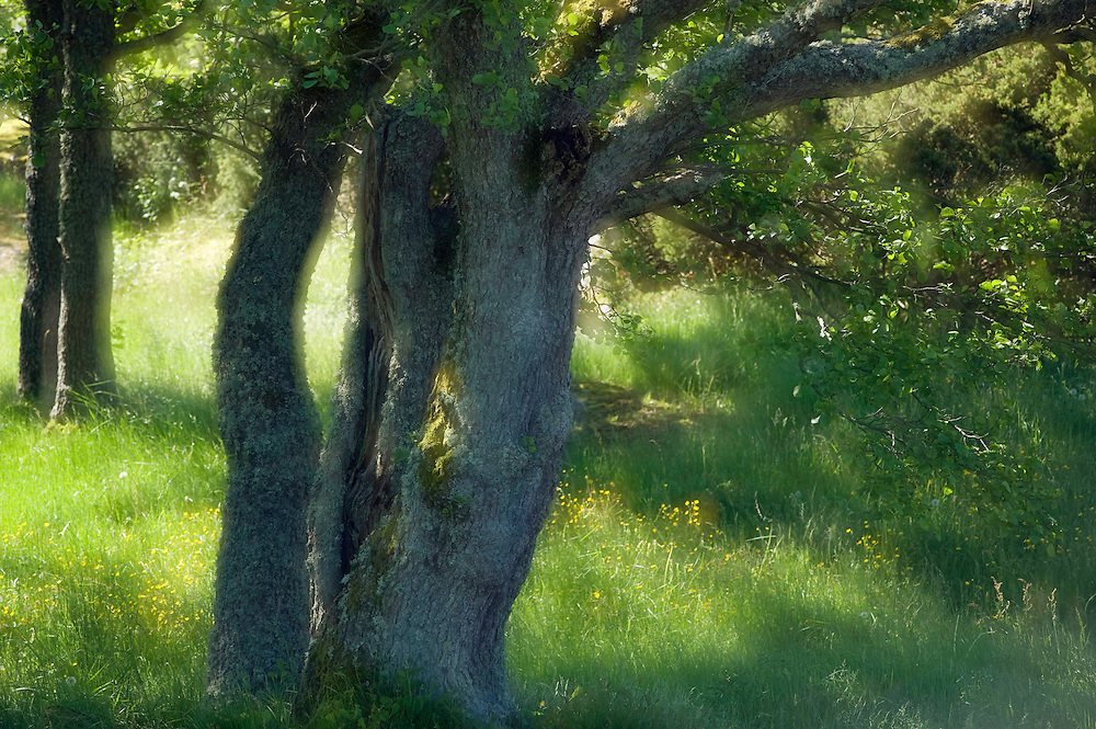 Common alder (Alnus glutinosa).<br />
Långviksskär, Stockholm Archipelago, Sweden