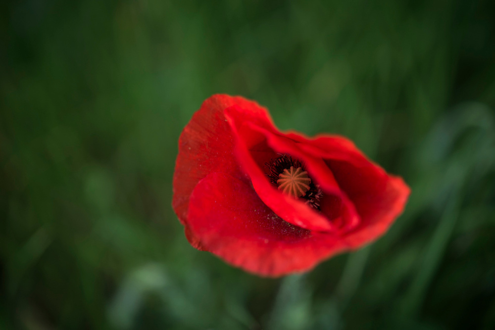 A beautiful field of spring poppies, photographed in Spain. These were shot in April 2015 on the Costa Blanca near Benimarco and Benissa, close to Javea, Moraira, Teulada and Benitachell.