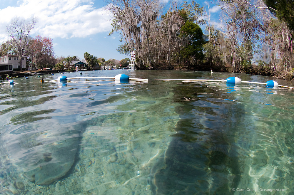 Florida manatee, Trichechus manatus latirostris, a subspecies of the West Indian manatee, endangered. A series of manatee release photographs from February 16, 2011. CC the manatee is released for a third time. Orphaned as a small 55 pound manatee in 2006, CC goes through three releases and is rescued a few times before he is to be considred a successful release back into the wild. CC is released this third time with a tracking buoy and a brand on his back. He is now in the front manatee sanctuary along with other tagged manatees on this day of his third release. Horizontal orientation surface photograph of manatees and tracking buoys in the front delineated sanctuary outside of Three Sisters. Three Sisters Springs, Crystal River National Wildlife Refuge, Kings Bay, Crystal River, Citrus County, Florida USA.
