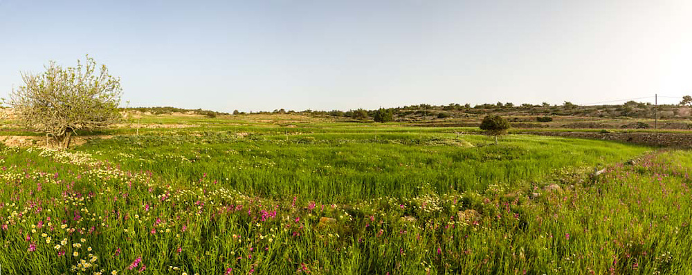 Spring is a beautiful time on the island of Gavdos in Crete, Greece. . The island is located south on the main island of Crete, 26 nautical miles (48 km) south of Hora Sfakion (Chania) and is 33.025 square kilometres (12.751 sq mi) in area. The island is roughly triangular in shape. Its highest point is Mount Vardia, 345 metres (1,132 feet).