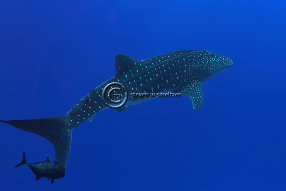 Whale Shark, Rhincodon typus, A. Smith, 1828, Molokini Crater, Hawaii