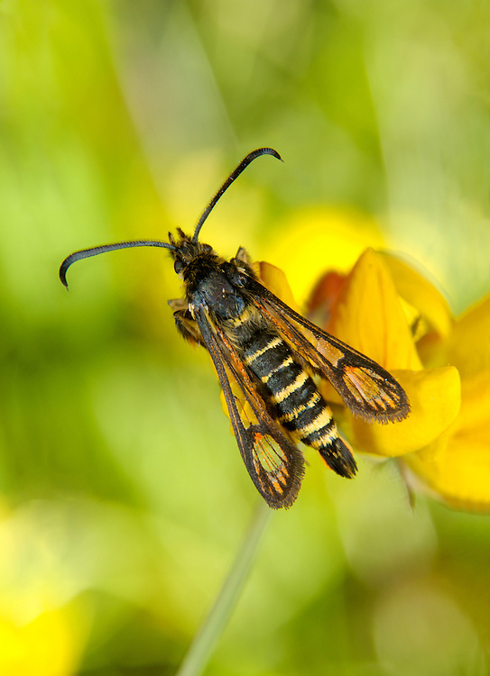 Six-belted Clearwing Bembecia ichneumoniformis Length 11-14mm. An unusual day-flying moth that recalls a small wasp. Adult has a black body with six yellow bands on the abdomen. Wings are mainly clear with dark veins, yellow tips and orange patches. Flies June-August. Larva feeds on roots of Bird’s-foot Trefoil and Kidney Vetch.