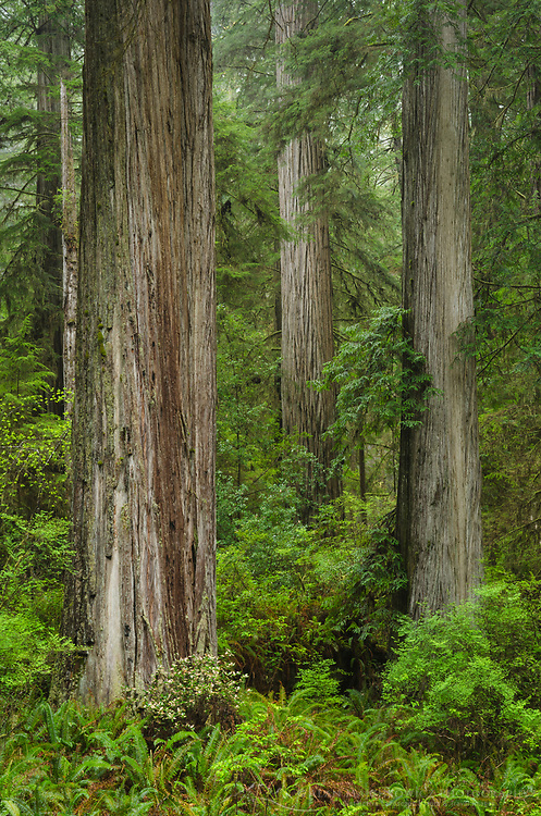 Coast Redwoods (Sequoia sempervirens) forest, Jedidiah Smith State Park, California