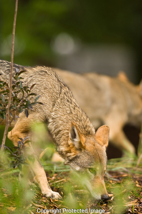 Red Wolves at Point Defiance Zoo and Aquarium in Tacoma, WA on Wednesday, Sept. 1, 2010. (Photo/John Froschauer)