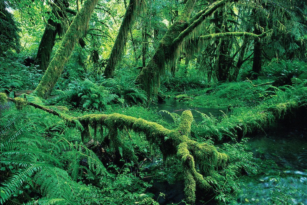 Creek in Hoh Rainforest, Olympic National Park, Washington