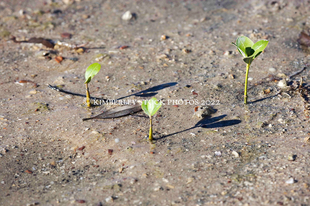 Young mangrove seedlings in the mud on the shores of Roebuck Bay