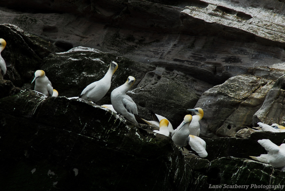 Gannets on the Isle of Noss in the Shetland Islands