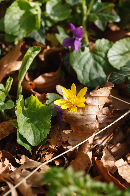 Gewoon speenkruid, Ranunculus ficaria subsp. bulbilifer