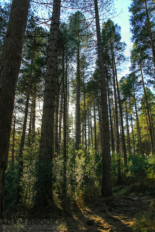 Some lovely afternoon sunlight poking through the trees in Donard forest, on the ascent of Slieve Donard up the Glen River Path.