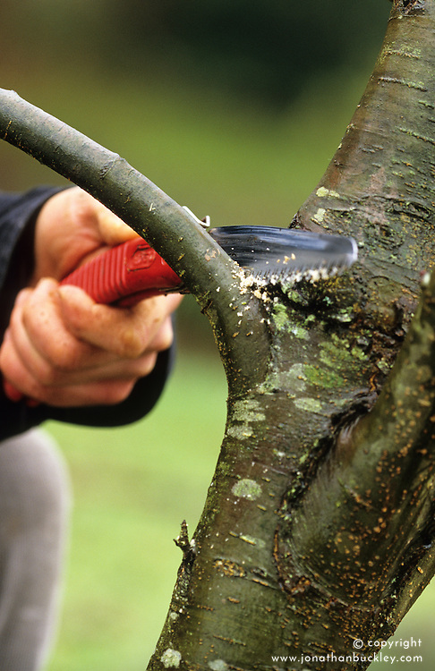Pruning tree with a hand saw
