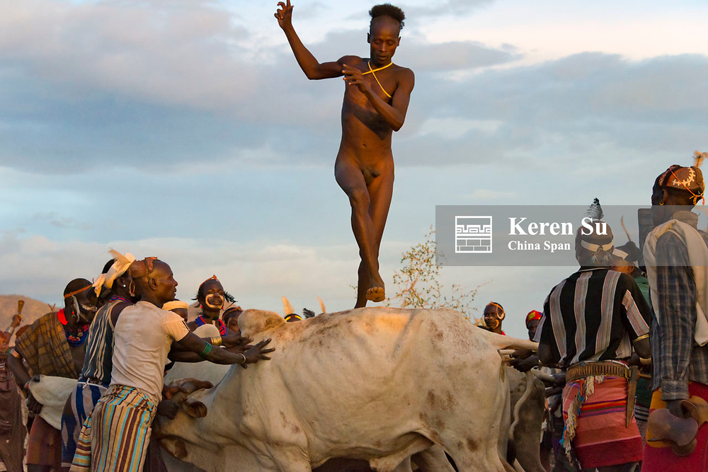 Hamar tribe people's Cattle Jumping (a ceremonial event celebrating a Hamar man comes of age), the man jumping over a cow, Hamar Village, South Omo, Ethiopia