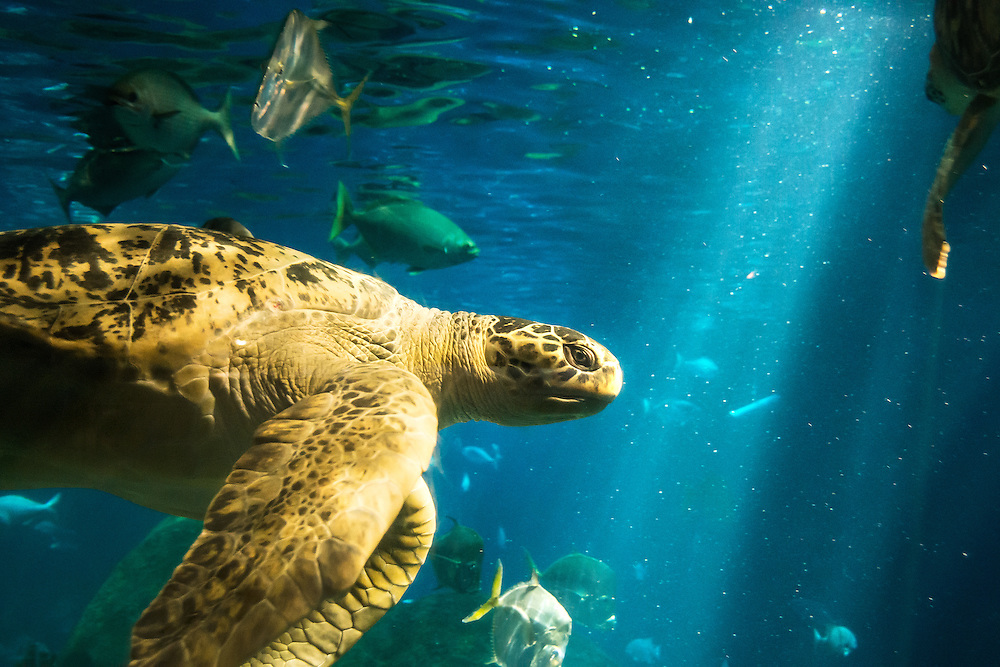 A giant sea turtle swims through light rays at the Tennessee Aquarium in Chattanooga, TN.