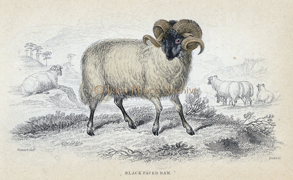 Black faced ram. Hardy breed of sheep with good wool. Particularly popular in Scotland. Hand-coloured engraving from 'Naturalist's Library' series, 1833-1845.