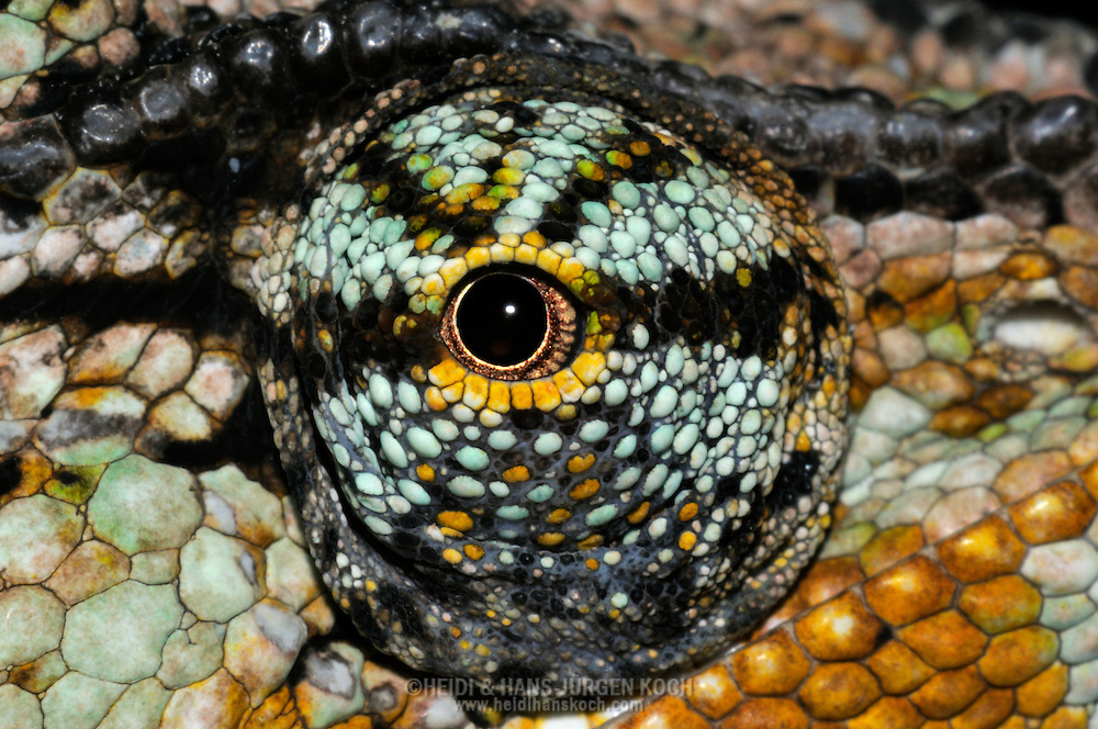 DEU, Deutschland: Auge eines Jemenchamaeleon (Chamaeleo calyptratus), Augentyp: Linsenauge; die Augen des Chamaeleon gehoeren zu den am hoechst entwickelten im Tierreich; sie sind aus der Kopfoberflaeche weit hervorgetreten und ermoeglichen so einen Blickwinkel von über 90° vertikal und 180° horizontal; zudem sind sie unabhaengig von einander beweglich, was ermoeglicht gleichzeitig nach Vorne und Hinten zu blicken; Augengroesse ca.3 mm; Krefeld, Nordrhein-Westfalen | DEU, Germany: Eye of a Veiled Chameleon (Chamaeleo calyptratus), type of eye: lens eye; chameleons having one of the highest developed eyes in the animal world, the eyes bulging and so the visual angle amount 90 degree vertical and 180 degree horizontal and the eyes independently rotating, so they can looking forward and backward at the same time, size of eye circa 3 mm; Krefeld, North Rhine-Westphalia
