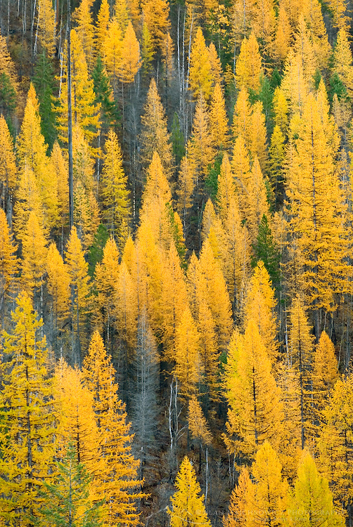 Forests of Western Larch (Larix occidentalis) displaying their golden needles in autumn, Flathead National Forest Montana USA