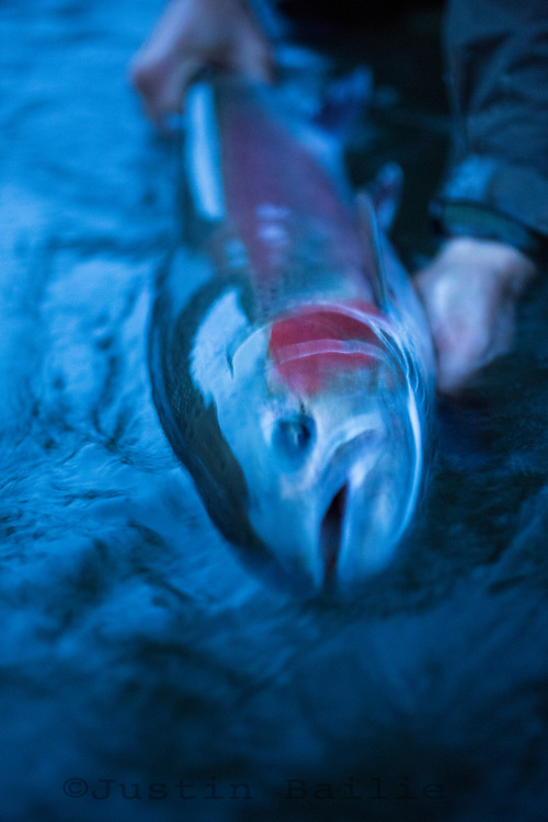 Steelhead fly fishing on the Deschutes River in eastern Oregon.