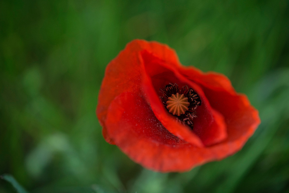 A beautiful field of spring poppies, photographed in Spain. These were shot in April 2015 on the Costa Blanca near Benimarco and Benissa, close to Javea, Moraira, Teulada and Benitachell.
