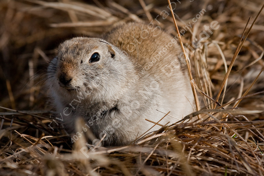 I didn't have nearly the success I had hoped for while birding at Frank Lake, so it very fortunate that the gophers were happy to pose for me and let me get in very close!..©2009, Sean Phillips.http://www.Sean-Phillips.com