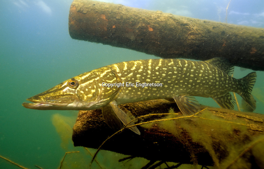 Northern Pike<br />
<br />
ENGBRETSON UNDERWATER PHOTO