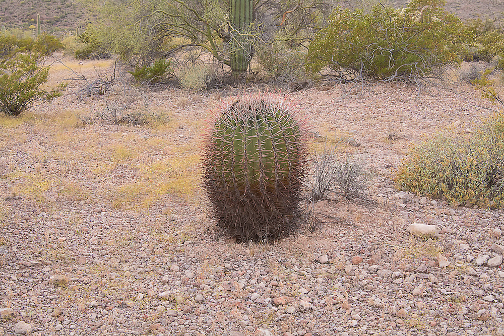 The fishhook barrel cactus is a rather common large barrel cactus found in the Sonoran and Chihuahuan Deserts of the American Southwest with a range stretching from Arizona through New Mexico to Texas, as well as south of the border into the northern parts of the Mexican states of Sonora and Chihuahua. As with many cacti, it has many regional names such as the Arizona barrel and biznaga-barril de Nuevo México and is found in open rocky ground, shrub-steppe, chaparral and at the base of desert hills and mountains where there is some gathering of water during seasonal rains. Mature plants can reach upwards of 5 feet tall, and live to 50 to 130 years, and as they get larger, they will tend to lean to face south or southwest-ward, which is why come people also call it the compass cactus. Vicious recurved spines (or "fishhooks") protect it from predators such as javelinas, and the fleshy yellow fruits are an important food source for birds, mule deer, and javelinas. This one was found and photographed in the Puerto Blanco mountain range in the Sonoran Desert in Southern Pima County, Arizona.