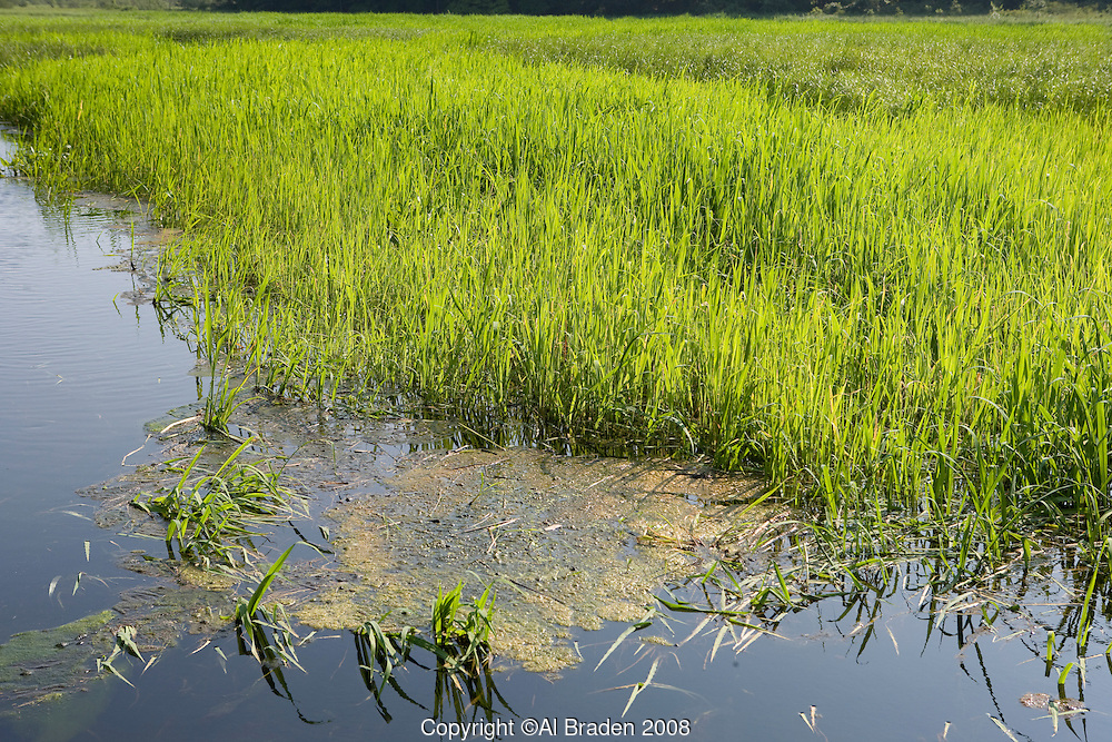 Wild rice growing in the summer at Whalebone Cove, Hadlyme, CT Al