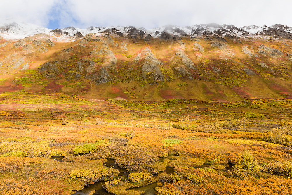 Winter's first snow on the Chugach Mountains contrasts with late autumn colors in Hanging Valley in Chugach State Park in Southcentral Alaska. Afternoon.