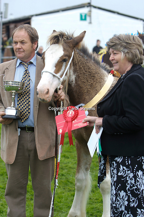 Best Foal<br />
Mr R Bedford's Filly Foal Hartcliff Eva <br />
f 2012 <br />
s Boothay Richard <br />
d Woodside May Queen <br />
Bred by owner