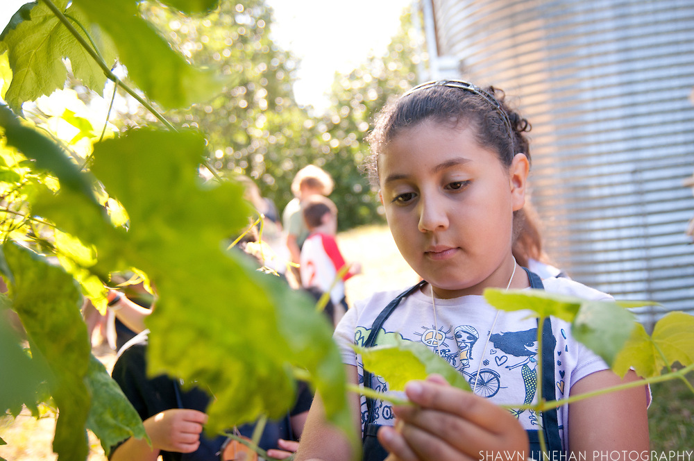 Gathering grape leaves for Dolmas