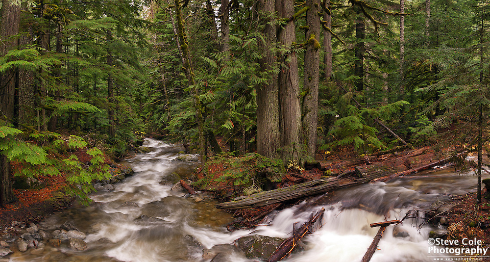 Deception Creek Overflow #1 - Tye River Valley