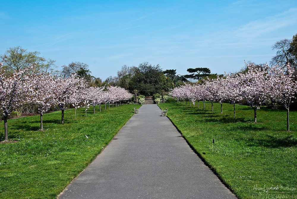 Cherry trees in blossom line a path at the Royal Botanic Gardens of Kew in London, England.