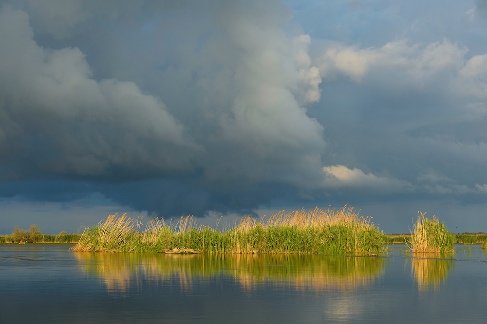 Storm clouds over the reed beds, Phragmites communis, Danube delta rewilding area, Romania